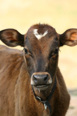 Your Meat May Be Cloned - Brown Calf