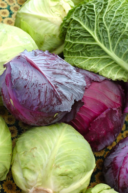 Beautiful Selection of Heads of Cabbage