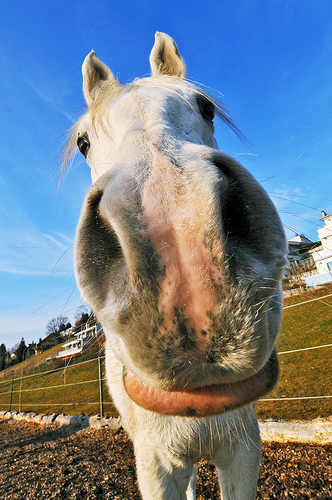Big Nose Horse Funny