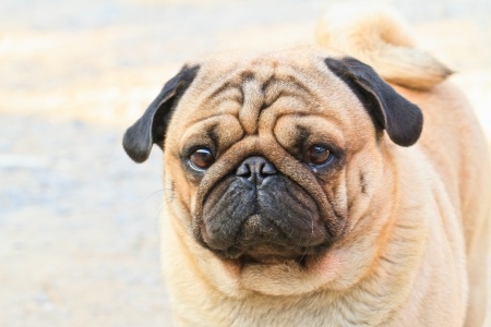 Sad face pug dog at FearlessFatLoss.com